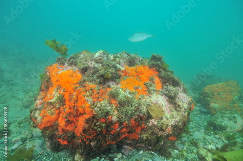 Fototapeta Naklejka Na Ścianę i Meble -  Large boulder covered with colorful encrusting sponges but missing vegetation on bottom in murky water.