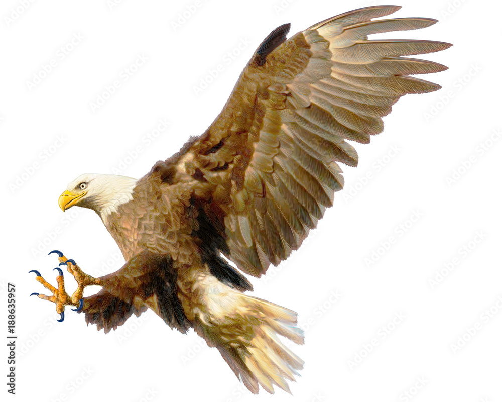 Obraz premium Bald eagle landing attack hand draw and paint color on white background illustration.