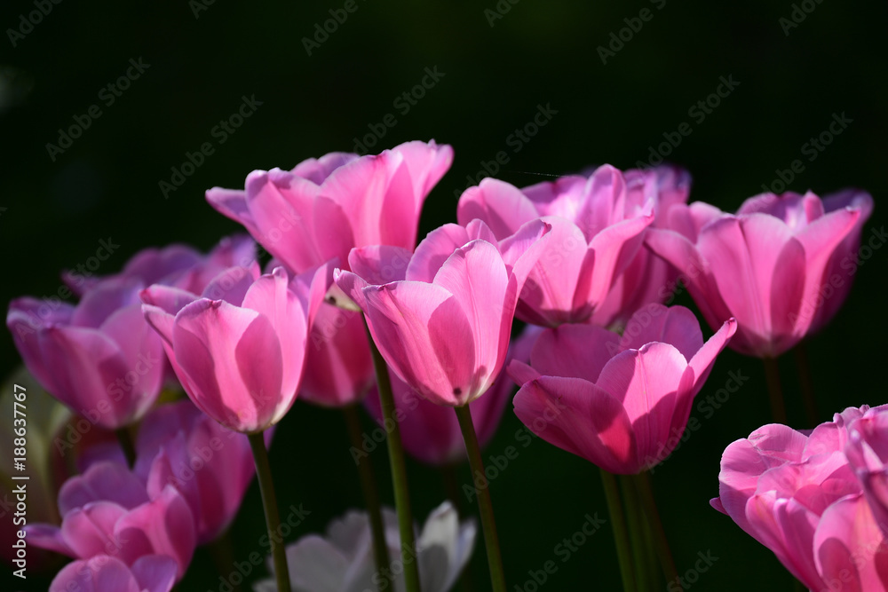 Fototapeta premium 光に向かって咲くチューリップ