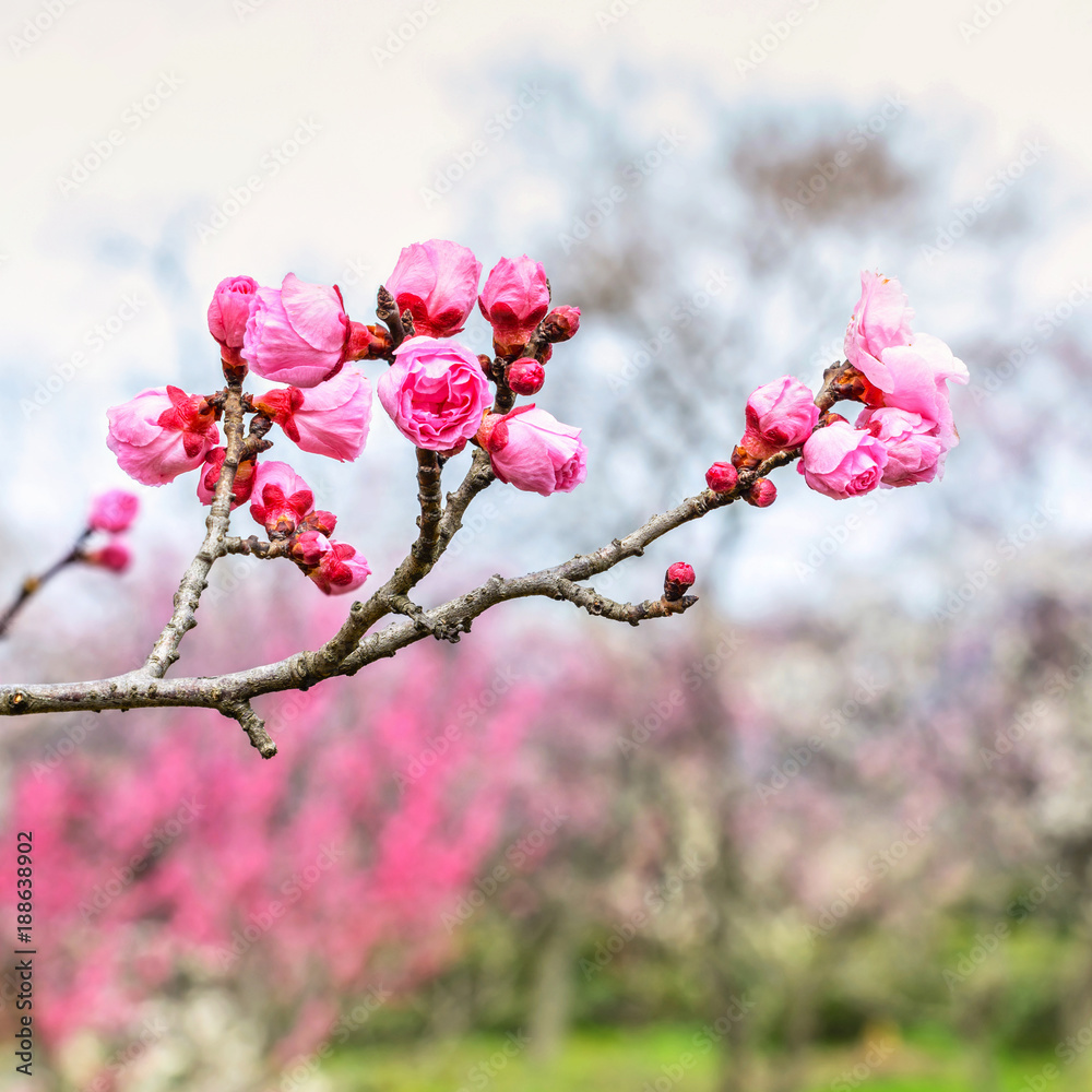 Plum Blossom in early spring. Located in Plum Blossom Hill, Nanjing, Jiangsu, China. Plum Blossom in early spring. Located in Plum Blossom Hill, Nanjing, Jiangsu, China.