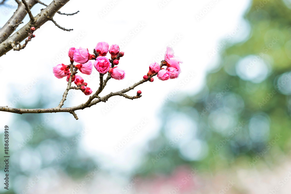 Plum Blossom in early spring. Located in Plum Blossom Hill, Nanjing, Jiangsu, China. Plum Blossom in early spring. Located in Plum Blossom Hill, Nanjing, Jiangsu, China.