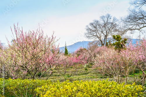 Park in early spring. Located in Plum Blossom Hill, Purple Mountain of Nanjing, Jiangsu, China.