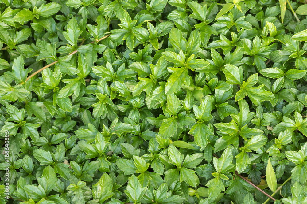 Green leaves background and Wallpaper Green leaves background and Wallpaper