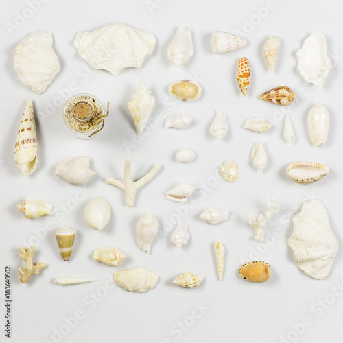 Sea shells and corals on a white background