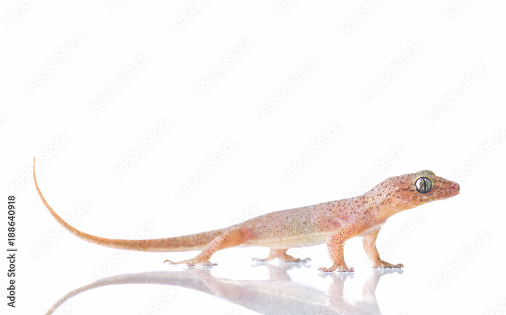 Naklejka premium House lizard (Hemidactylus platyurus) isolated on white
