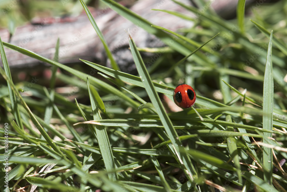 Red ladybug walking around in nature. Detailed close-up.