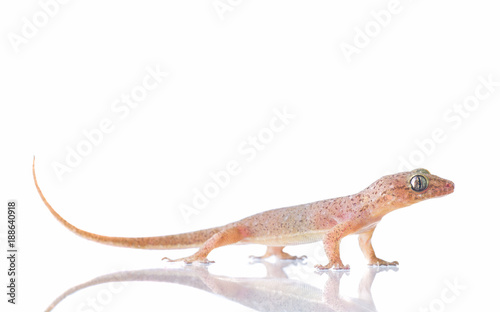 House lizard (Hemidactylus platyurus) isolated on white © neosiam
