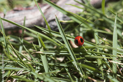 Red ladybug walking around in nature. Detailed close-up.
