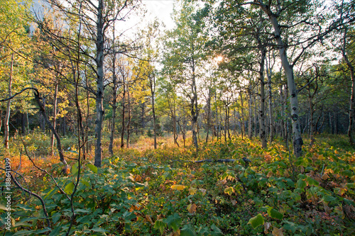 ASPEN TREE GROVE IN SUNLIGHT ON THE SWIFTCURRENT HIKING TRAIL NEAR FISHERCAP LAKE IN THE MANY GLACIERS REGION OF GLACIER NATIONAL PARK IN MONTANA UNITED STATES