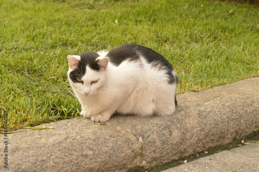 Fototapeta premium Gato en Florencia