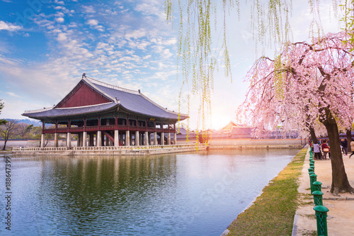 Canvas Print Gyeongbokgung palace with cherry blossom tree in spring time in seoul city of korea, south korea