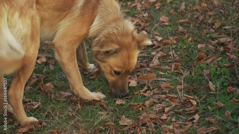 the dog is running the dog is running