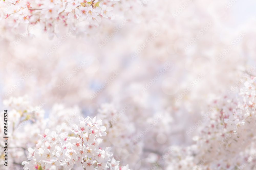 Cherry blossom in spring, full bloom flowers for background or copy space for text Cherry blossom in spring, full bloom flowers for background or copy space for text