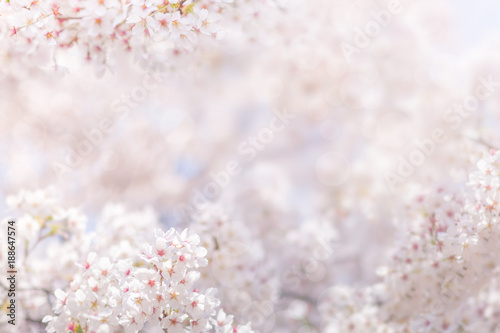 Photography Cherry blossom in spring, full bloom flowers for background or copy space for te