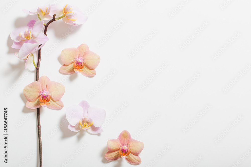 orchids on white background orchids on white background