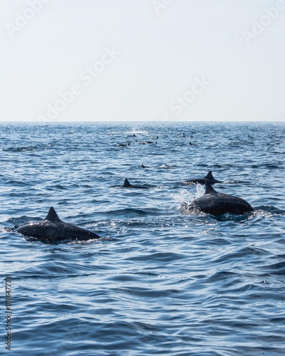 Pod of dolphins in the Pacific.