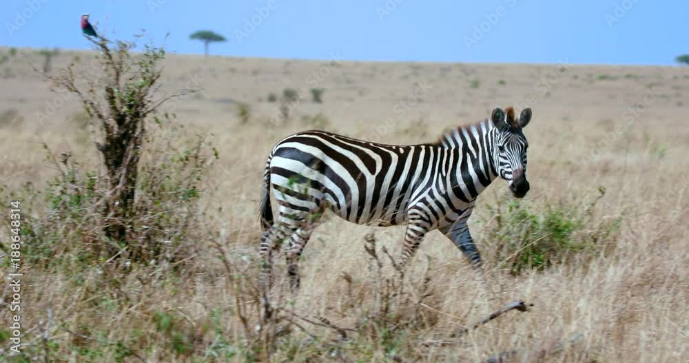 Burchell'S Zebra Walking; Maasai Mara 7 Sept 16 Am; Maasai Mara, Kenya, Africa Burchell'S Zebra Walking; Maasai Mara 7 Sept 16 Am; Maasai Mara, Kenya, Africa