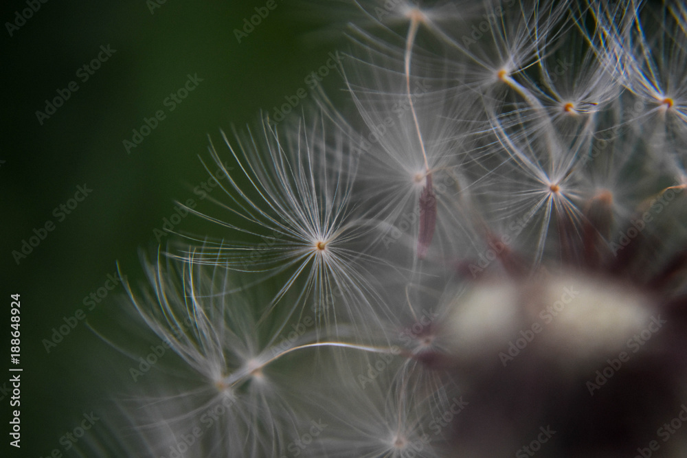 Naklejka premium Closeup dandelion seeds/ conceptual image of lucky and good wishes