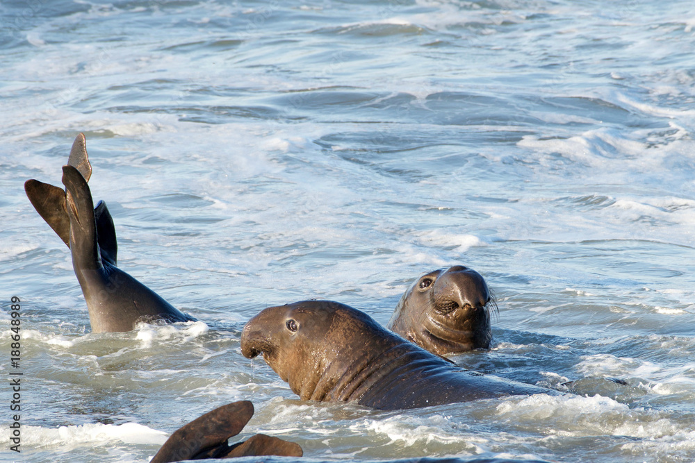 Fototapeta premium Male elephant seal in the water, fighting. Elephant seals take their name from the large proboscis of the adult male (bull), which resembles an elephant