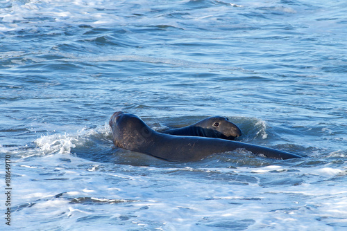 Elephant seal swimming in the ocean just off shore. Elephant seals take their name from the large proboscis of the adult male (bull), which resembles an elephant