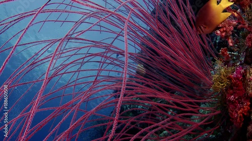 long red whip coral bush (Ellisella ceratophyta) and other corals underwater with blue water in the background, WAKATOBI, Indonesia photo