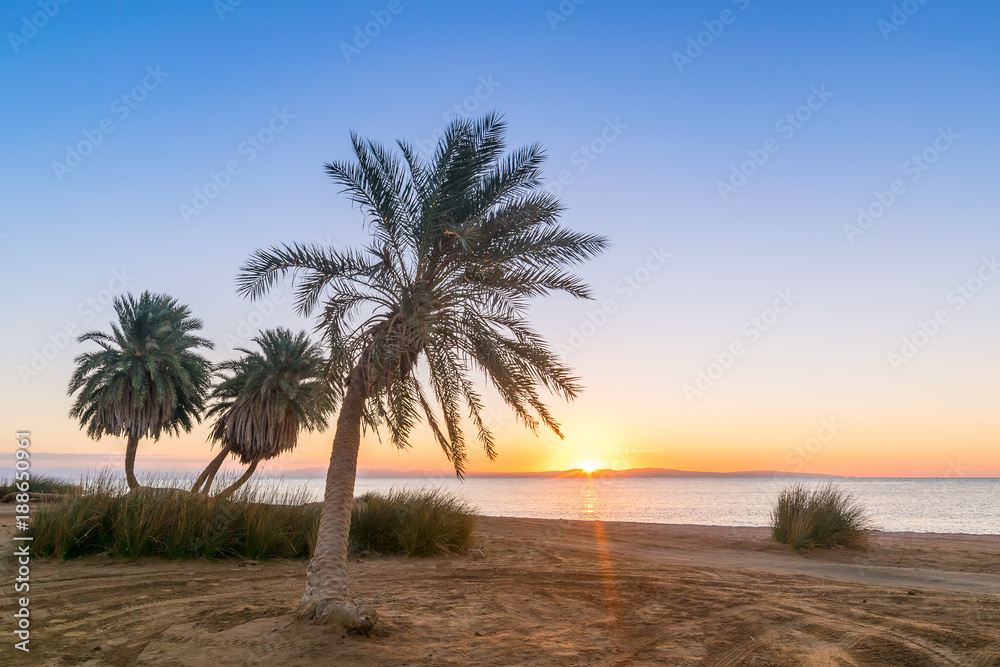 Summer landscape with palms