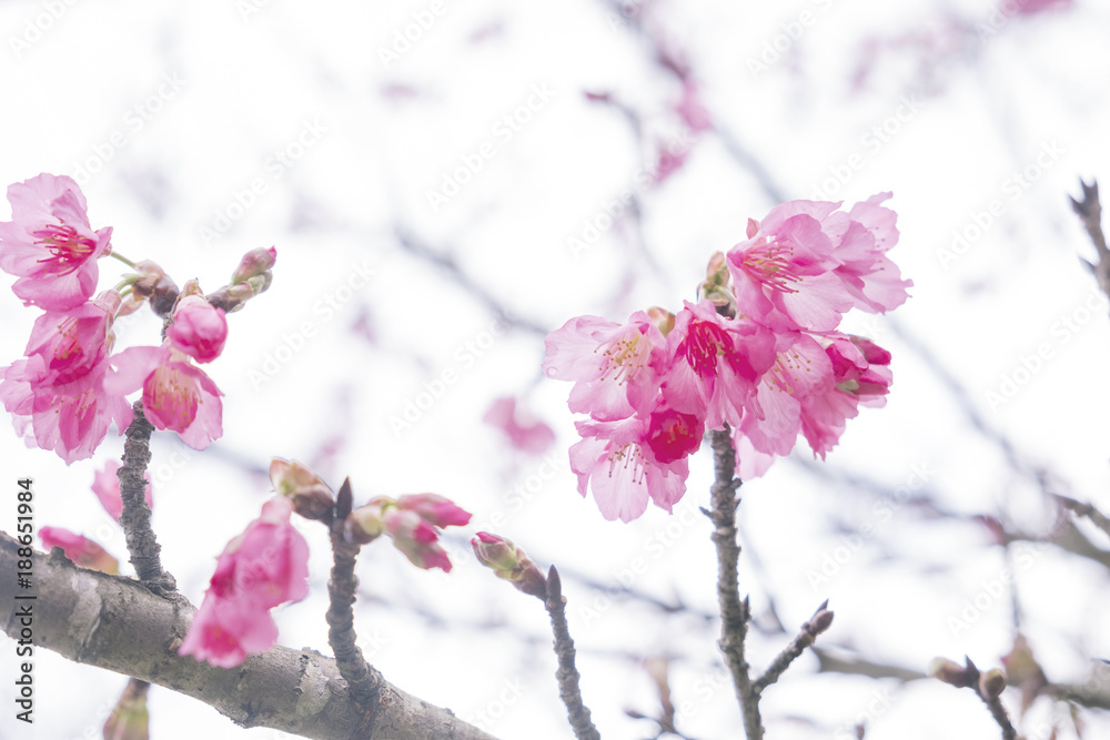 Soft focus Giant tiger flowers (Cherry blossom) on diffuse background in Springtime. Soft focus Giant tiger flowers (Cherry blossom) on diffuse background in Springtime.