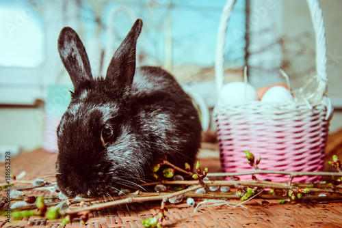 bunny near basket with eggs photo