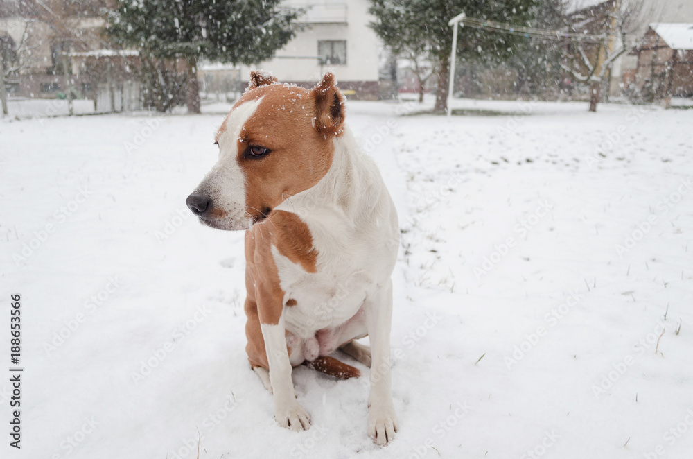 am staff in snowfall, dog enjoying snowing, pet standing in snow, Stafford shire puppy cute faced dog in winter am staff in snowfall, dog enjoying snowing, pet standing in snow, Stafford shire puppy cute faced dog in winter