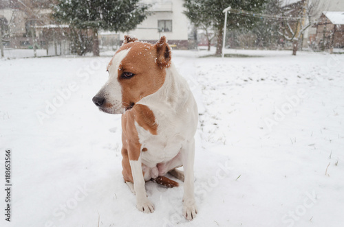 am staff in snowfall, dog enjoying snowing, pet standing in snow, Stafford shire puppy cute faced dog in winter