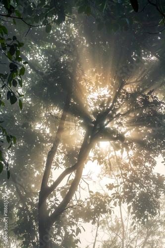 Old tree with sun rays shining through foliage.