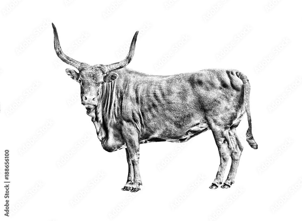 bull sketch isolated on white