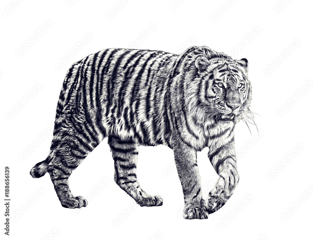 large tiger sketch isolated on white large tiger sketch isolated on white
