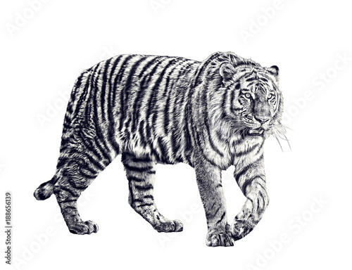 large tiger sketch isolated on white