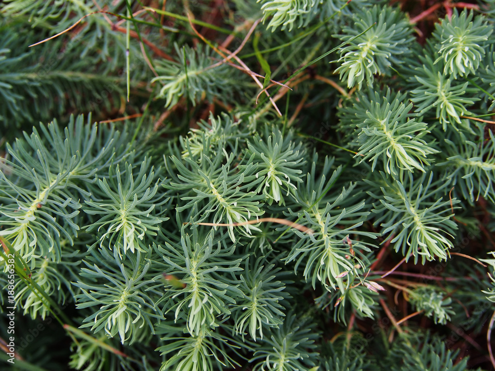 Autumn shot of Euphorbia cyparissias - cypress spurge Autumn shot of Euphorbia cyparissias - cypress spurge