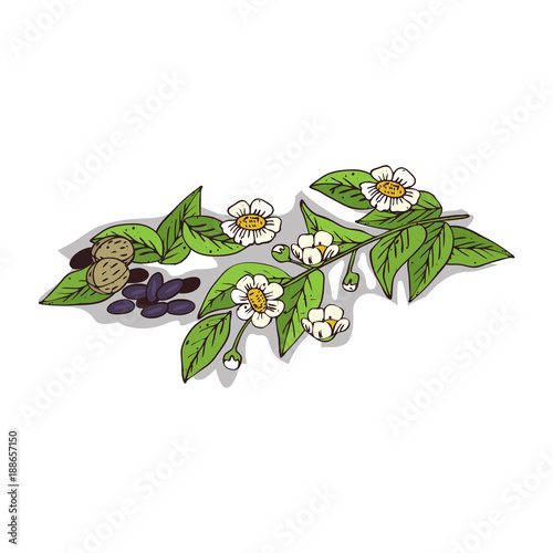 Isolated clipart of plant Camellia on white background. Botanical drawing of herb Camellia oleifera with flowers and leaves, seeds