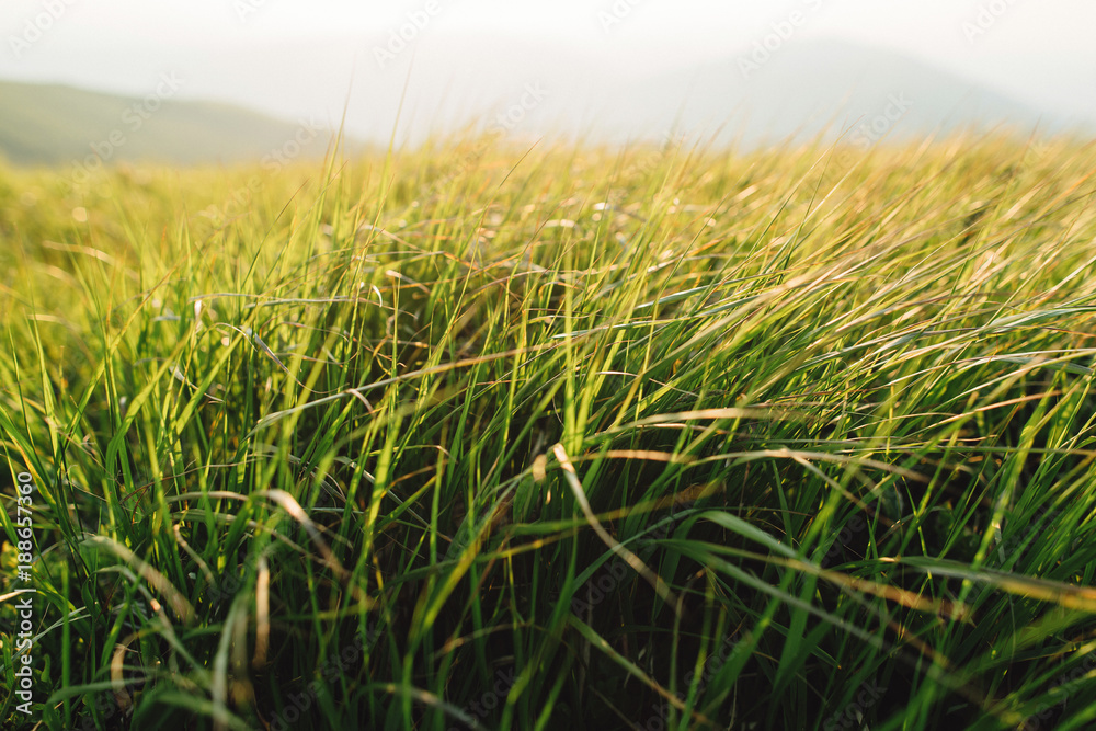 Obraz premium green grass at sunset