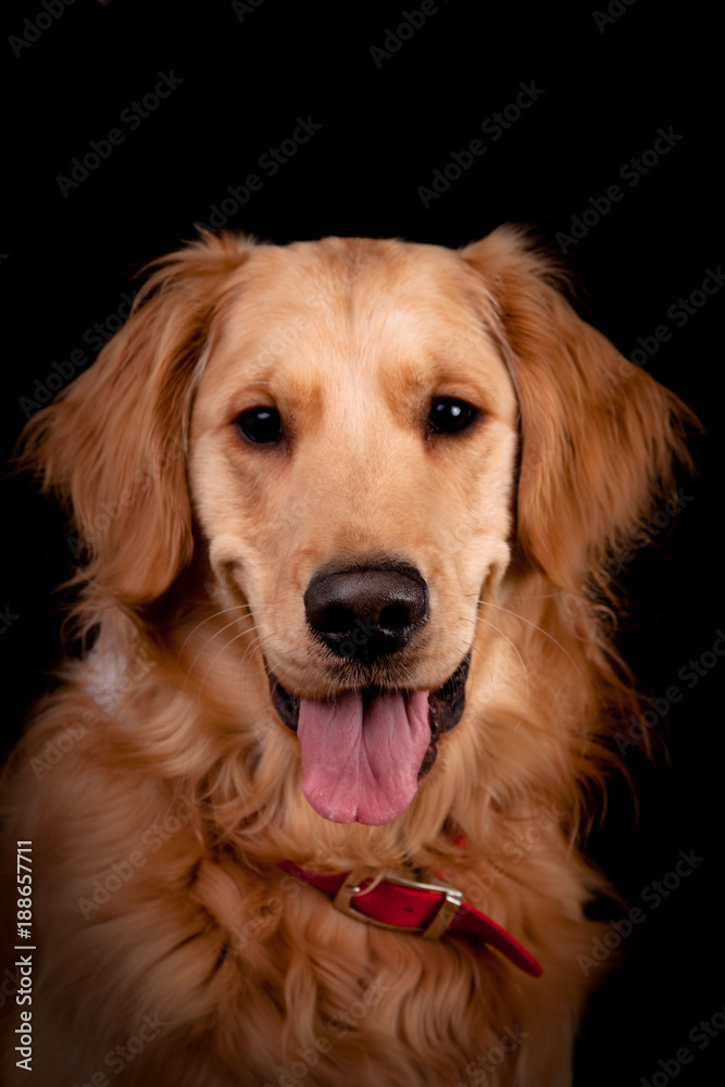 Golden Retriever 