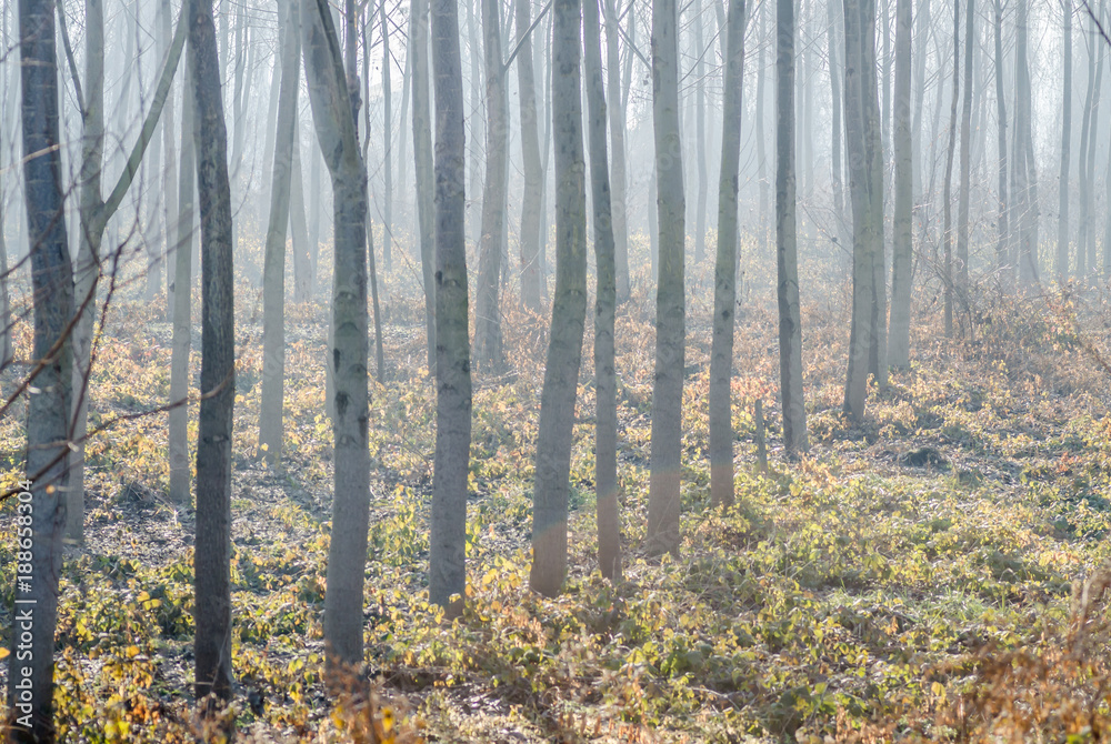 Fototapeta premium Autumn in the woods