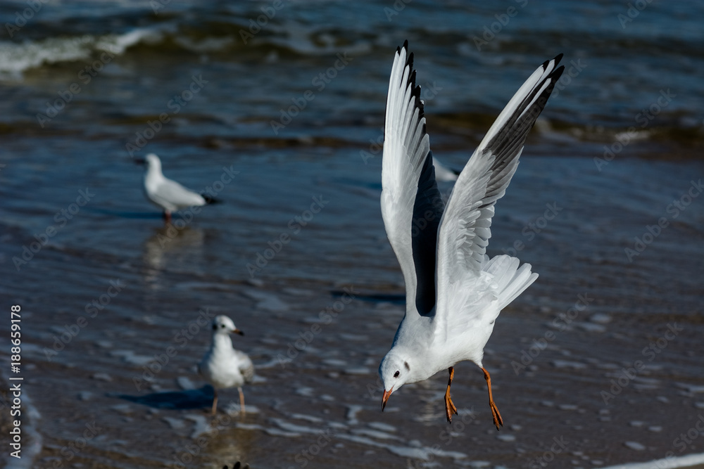 Fototapeta premium Mewa nad Morzem Bałtyckim