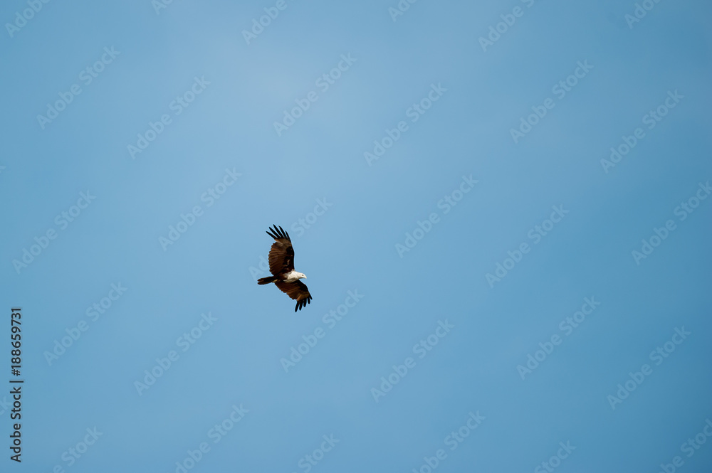 The brahminy kite (Haliastur indus), also known as the red-backed sea-eagle is a medium-sized bird of prey The brahminy kite (Haliastur indus), also known as the red-backed sea-eagle is a medium-sized bird of prey