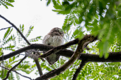 Spotted owl