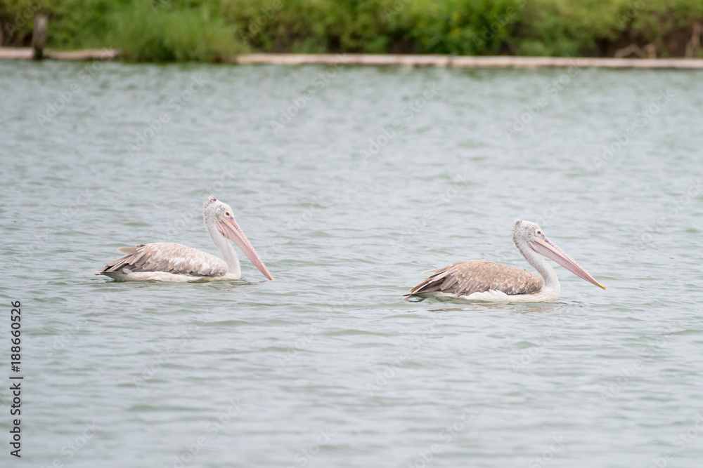 The spot-billed pelican or grey pelican (Pelecanus philippensis) is a member of the pelican family. It breeds in southern Asia. The spot-billed pelican or grey pelican (Pelecanus philippensis) is a member of the pelican family. It breeds in southern Asia.