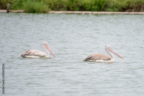The spot-billed pelican or grey pelican (Pelecanus philippensis) is a member of the pelican family. It breeds in southern Asia. © joesayhello