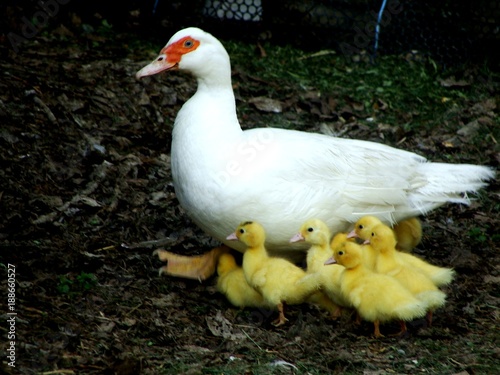 Kleine Entenfamilie photo