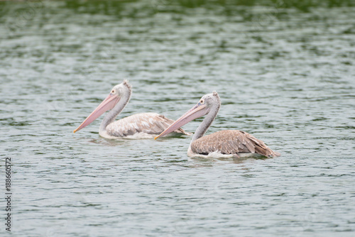 The spot-billed pelican or grey pelican (Pelecanus philippensis) is a member of the pelican family. It breeds in southern Asia. © joesayhello