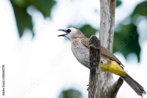 The yellow-vented bulbul (Pycnonotus goiavier), or eastern yellow-vented bulbul, is a member of the bulbul family of passerine birds. It is resident breeder in southeastern Asia.
