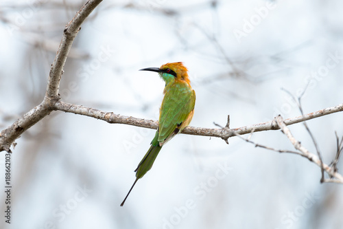 The green bee-eater or little green bee-eater is a near passerine bird in the bee-eater family.