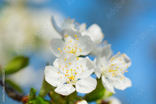apple blossoms in spring on blue sky background