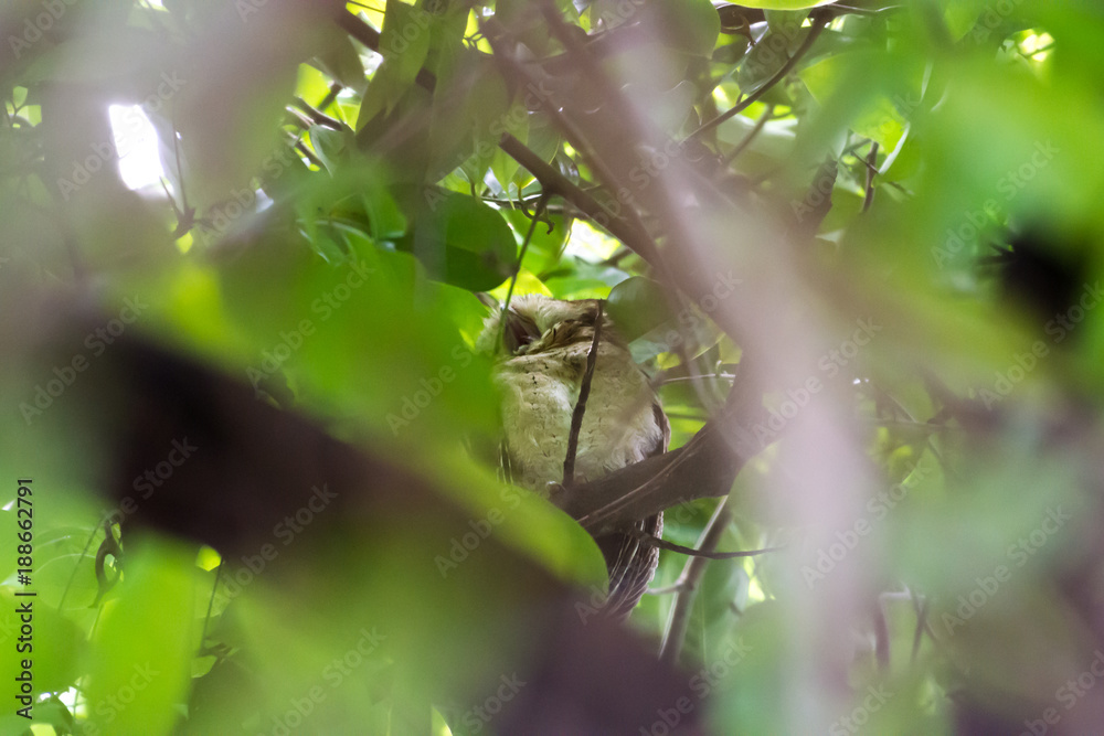 Collared scops owl Collared scops owl